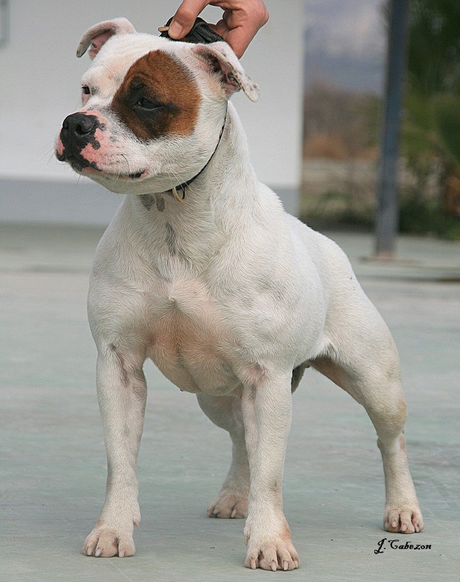 large